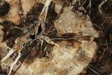Beautiful Petrified Wood (Araucaria) Round - Madagascar #327319-1